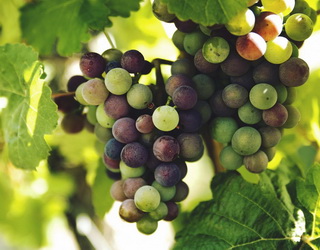 Проріджування винограднику виконують до чи після остаточного формування ягід у гроні